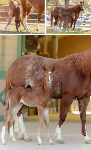 A collage of photos of spring foals. 