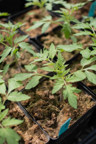 A bunch of potted tomato sprouts