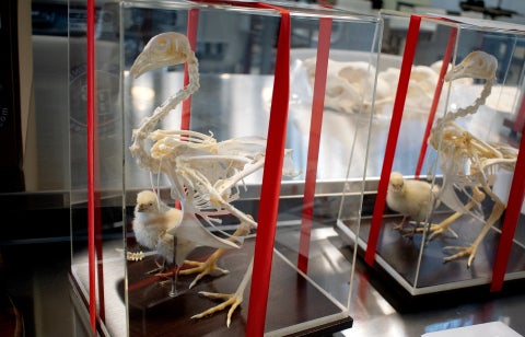 Chicken skeletons in glass cases. 