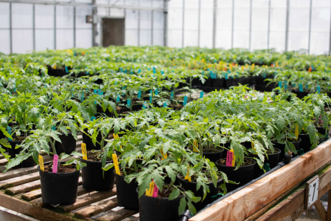 Tomato plants in a large greenhouse. 
