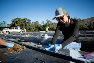 A graduate student plants strawberry roots for the Strawberry Center