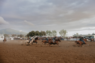 Horses race around the Cal Poly rodeo arena