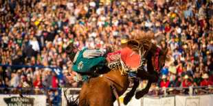 Bare back bronc riding at the Cal Poly rodeo. 