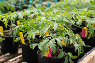 Student grown tomato plants ready for the annual Tomato Spectacular.