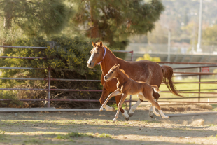An mare and her foal run at the equine unit on Cal Poly's campus. 