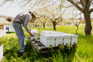 Students in the AEPS 175 - Beekeeping class learn about the handling of European honey bees with special reference to the pollination of commercial crops, honey processing and marketing, as well as hive inspection and disease detection. 
