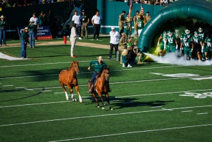 Cal Poly's live mustang mascot, Chase, runs onto the field at Spanos Stadium. 