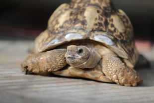 A leopard tortoise at Cal Poly. 