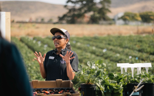 Cal Poly Strawberry Center's Strawberry Field Day. 