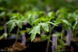 A closeup photo of a tomato leaf with a row of plants blurred in the background. 