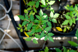 The leaves of a tomato plant photographed from above. 