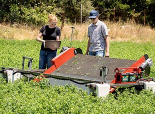 Two students, one carrying and working on a laptop computer, walk alongside an autonomous lettuce harvester in a field. 