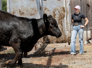 A student unloads cattle from a trailer at the Brughelli Ranch.