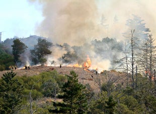 Forest and Fire Sciences students dot the side of a hill surrounded by evergreen trees at Swanton Pacific a flames burn grass during a prescribed burn. 