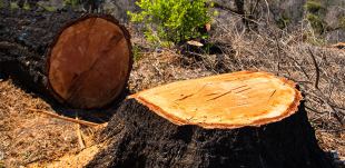 Picture of a fallen tree and stump