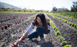 A student squats down between rows of seedling plants at the Cal Poly Organic Farm. 