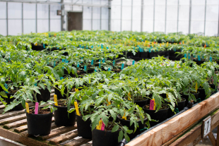 A group of Cal Poly tomato plants in the greenhouse
