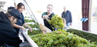 Students sort large amounts of green wine grapes. 