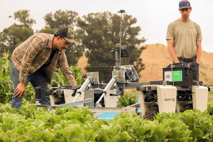 Students bend over working on a bug vacuum in a field of lettuce, assisting with agricultural field tech.