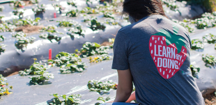 A Cal Poly student helping with work at the Cal Poly Strawberry Center