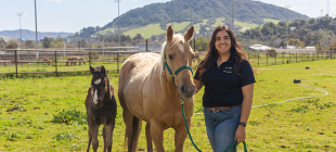 A student participating in the Cal Poly Animal Science foaling