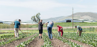 Students using rakes in the row crops. 
