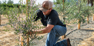 A man kneeled down fixing a branch on an olive tree