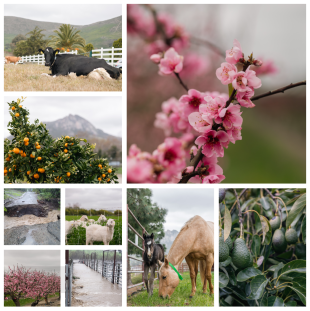 Collage of photos from the CAFES photo essay