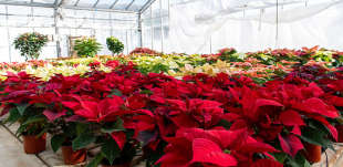 The greenhouse full of poinsettas