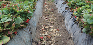 A row of strawberry plants in a field on campus. 