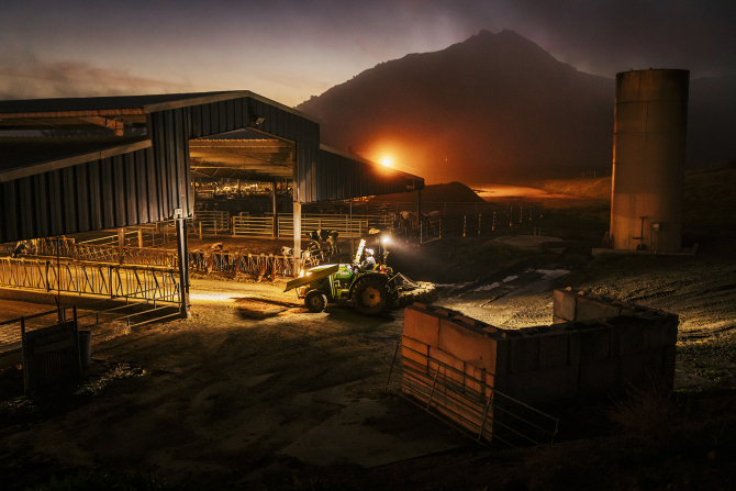 Students work at the Cal Poly Dairy.