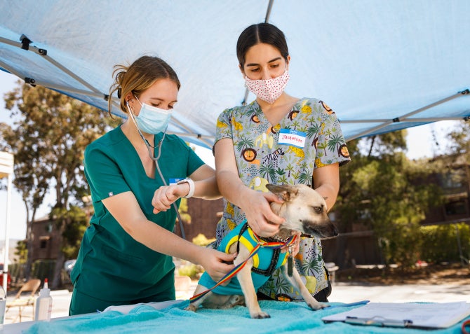 IT'S A BIG JOB. Help run a Vet Clinic.