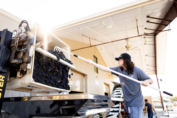 Students process grapes harvested from Cal Poly’s Trestle Vineyard.
