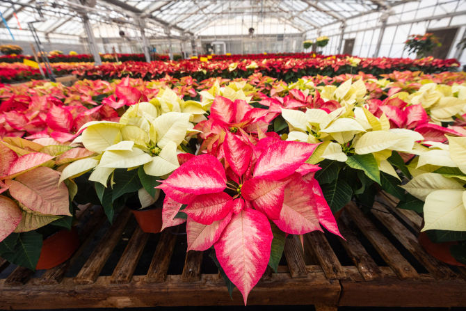 Cal Poly’s traditional poinsettia crop is ready for the holidays.