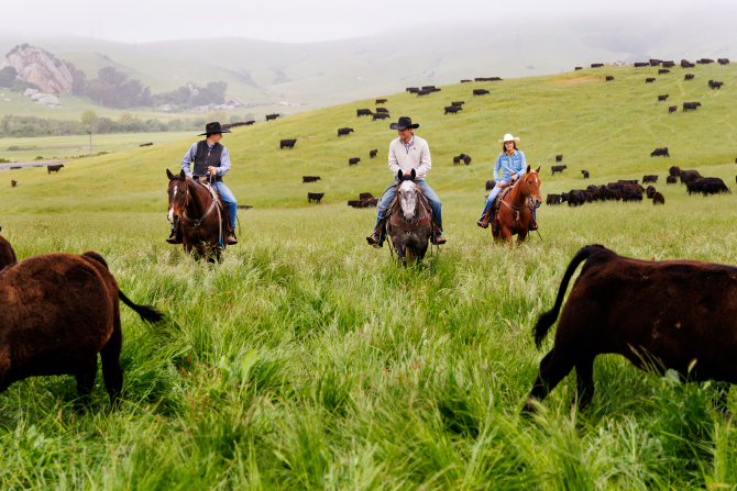 Students assist with beef cattle management at Cal Poly’s Escuela Ranch. 