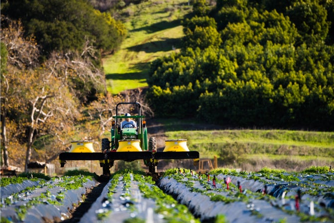 Students use the lygus vacuum at the Strawberry Center plot on campus.  