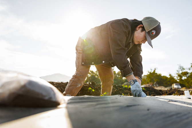 Graduate students worked alongside staff and industry supporters to plant strawberries in multiple fields on campus.