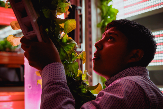 At the vertical farm student researchers work to determine how injecting nanobubbles into a hydroponic farm's water supply affects the growth of leafy greens.
