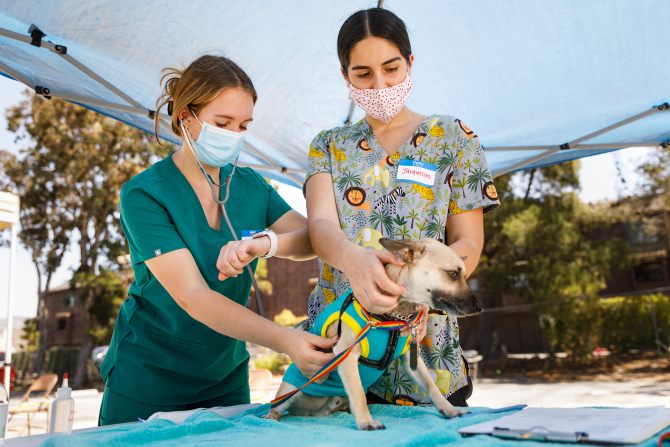 Students participate in a Cal Poly vet clinic for animals in San Luis Obispo County.