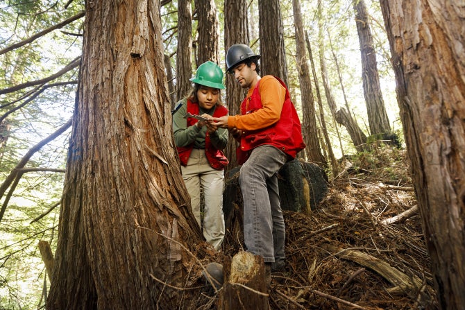 RESEARCH IN A FOREST — Cal Poly’s own redwood forest.
