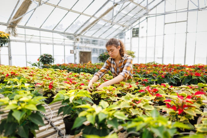 Students in the college of Agriculture, Food and Environmental Sciences tend to poinsettia plants in the Environmental Horticulture Sciences greenhouses.