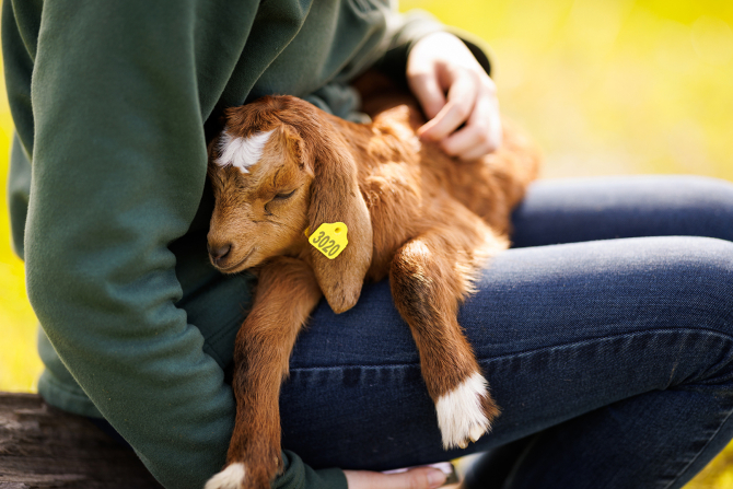 Students in the Goat Enterprise check on newborn kids and their mothers, grazing in a field near campus. 