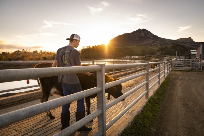 Students work at the Cal Poly Dairy.