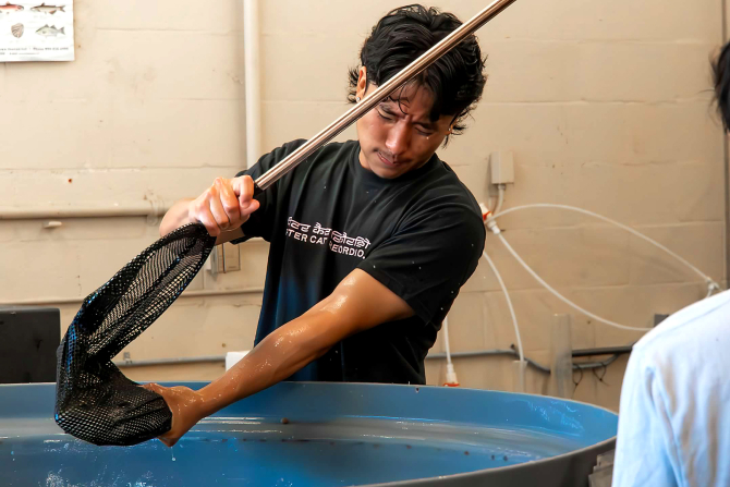 A student retrieves a fish from a tank to take measurements as part of the aquaponics research project.