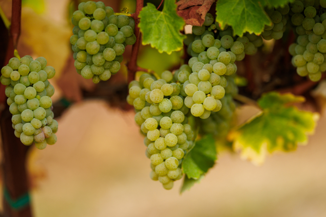 Grapes hang on the vine at the university’s Trestle Vineyard ahead of the fall harvest.