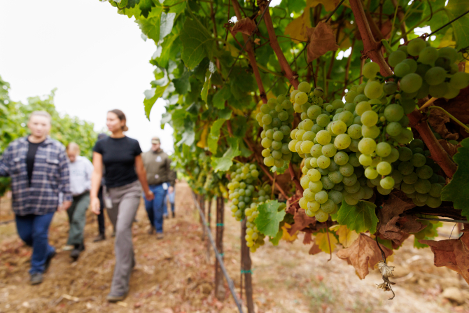 Students walk through and sample grapes from the Trestle Vineyard ahead of fall harvest.