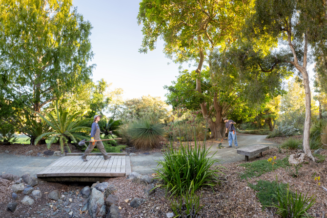 The Leaning Pine Arboretum is a stunning array of landscape plants representing the world’s five Mediterranean climate regions.