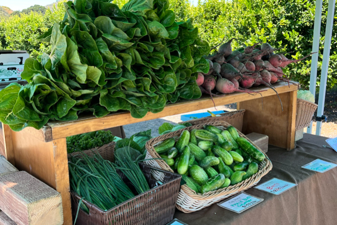 A photograph of Cal Poly organic produce including lettuce, green onions, cucumbers and beets. 