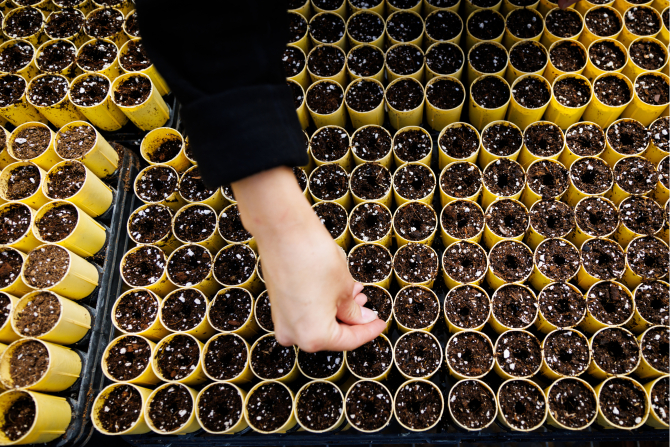 A College of Agriculture, Food and Environmental Sciences student planting dune plant seeds within the Plant Science Department 