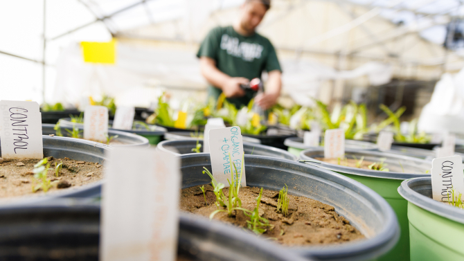 Students work on a research project related to organic fertilizers. 